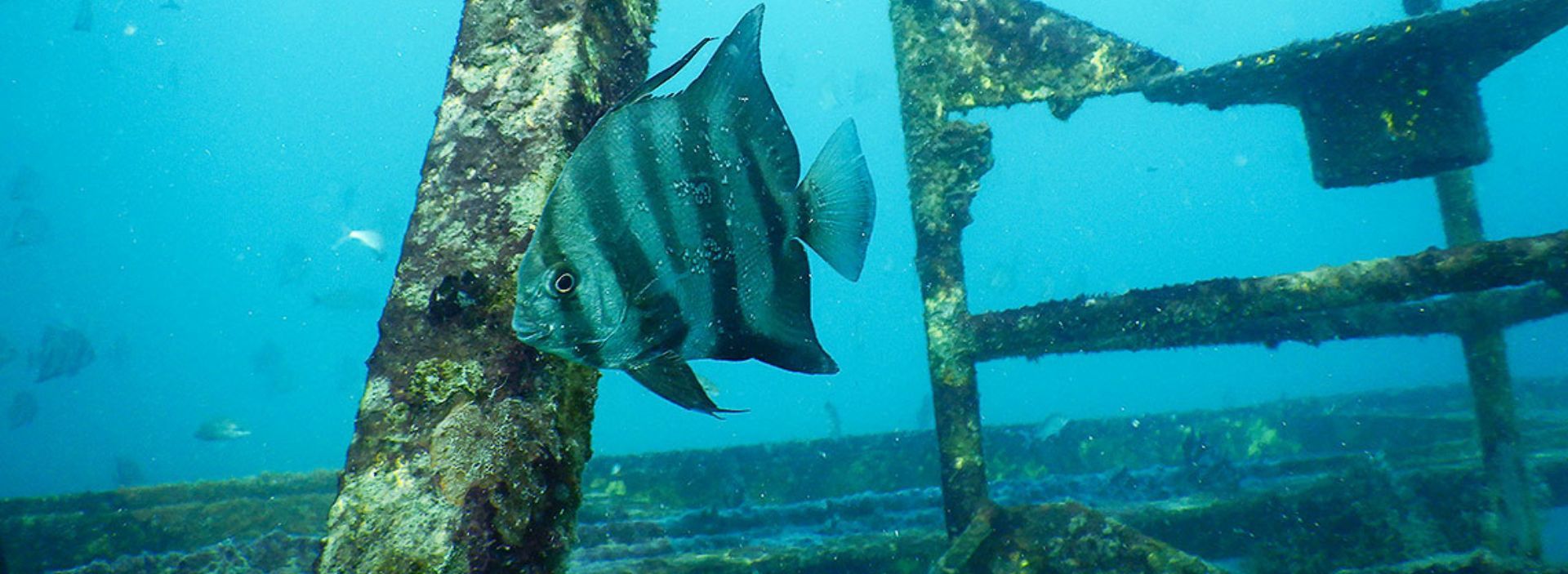 La vida marina coloniza la TLU2
