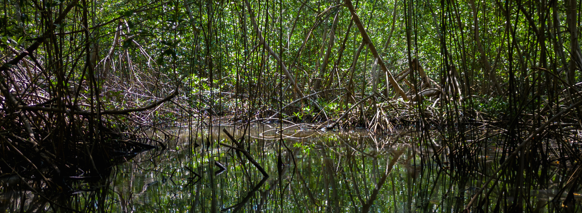 La satisfacción de recuperar un manglar
