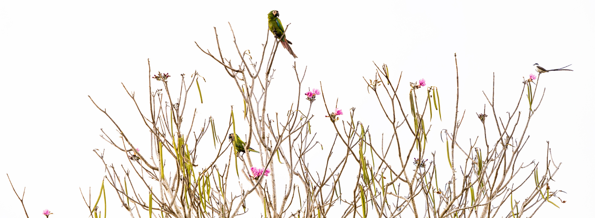 Conmemoramos el Día Nacional de la Biodiversidad