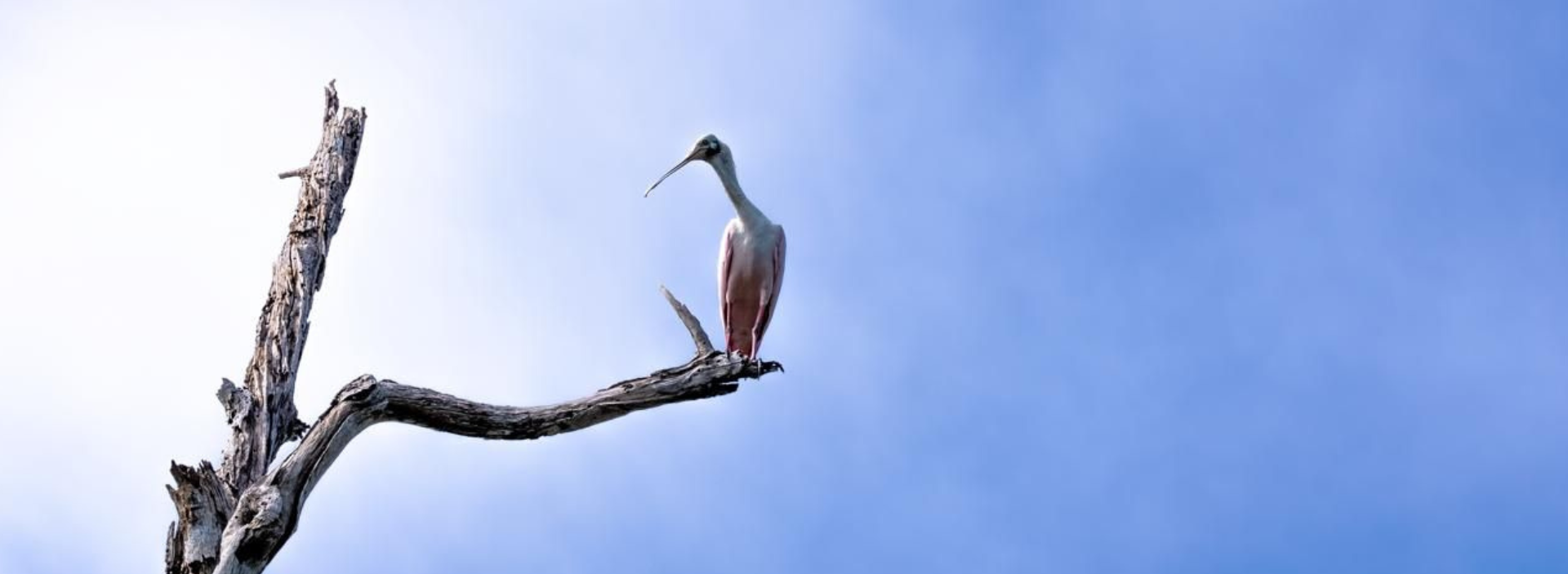 Ocensa identifica especies de aves en el Golfo de Morrosquillo