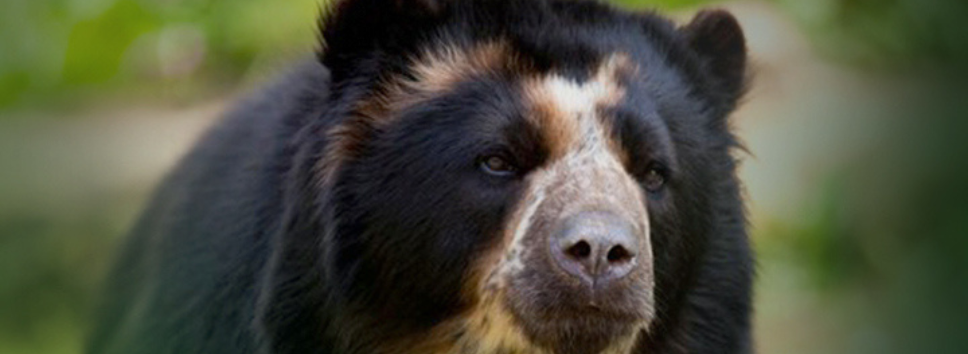 Ocensa, comprometida con la vida silvestre a través de monitoreos de fauna