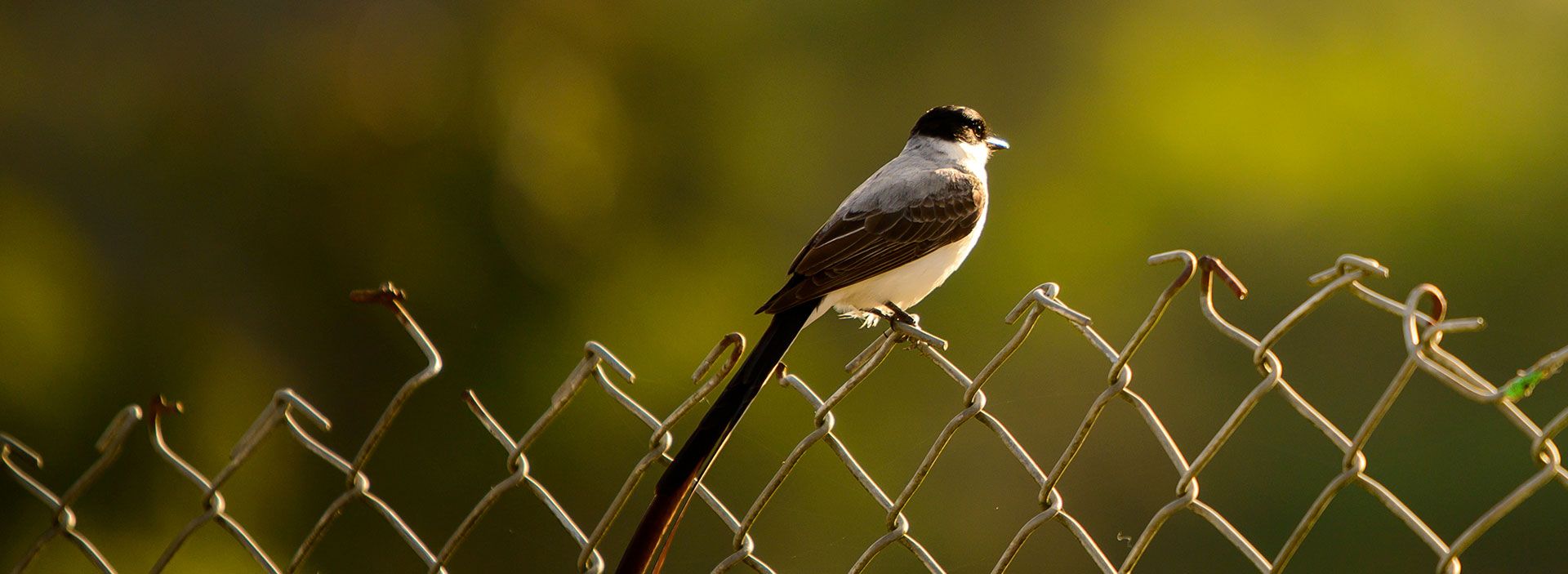 COMUNICADO | Normalizada la operación de Ocensa en Cusiana