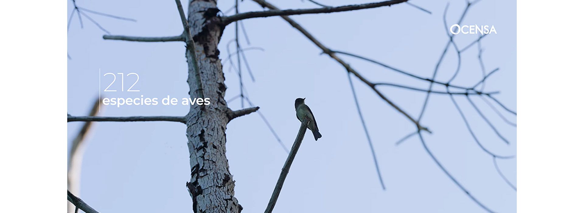 Ocensa: identificando especies desde el Terminal Marítimo de Coveñas