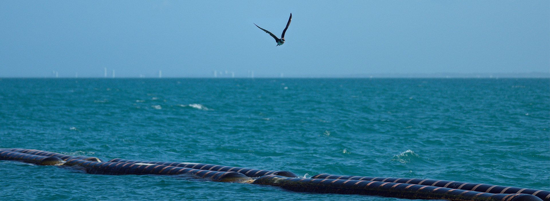 Golfo de Morrosquillo: Un esfuerzo conjunto por proteger la biodiversidad