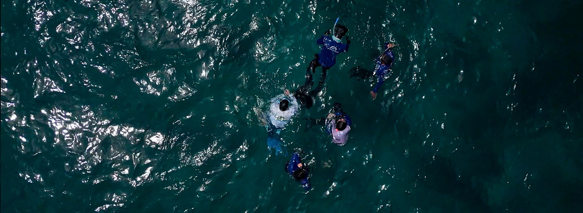 Los resultados de ´Salvando tortugas’