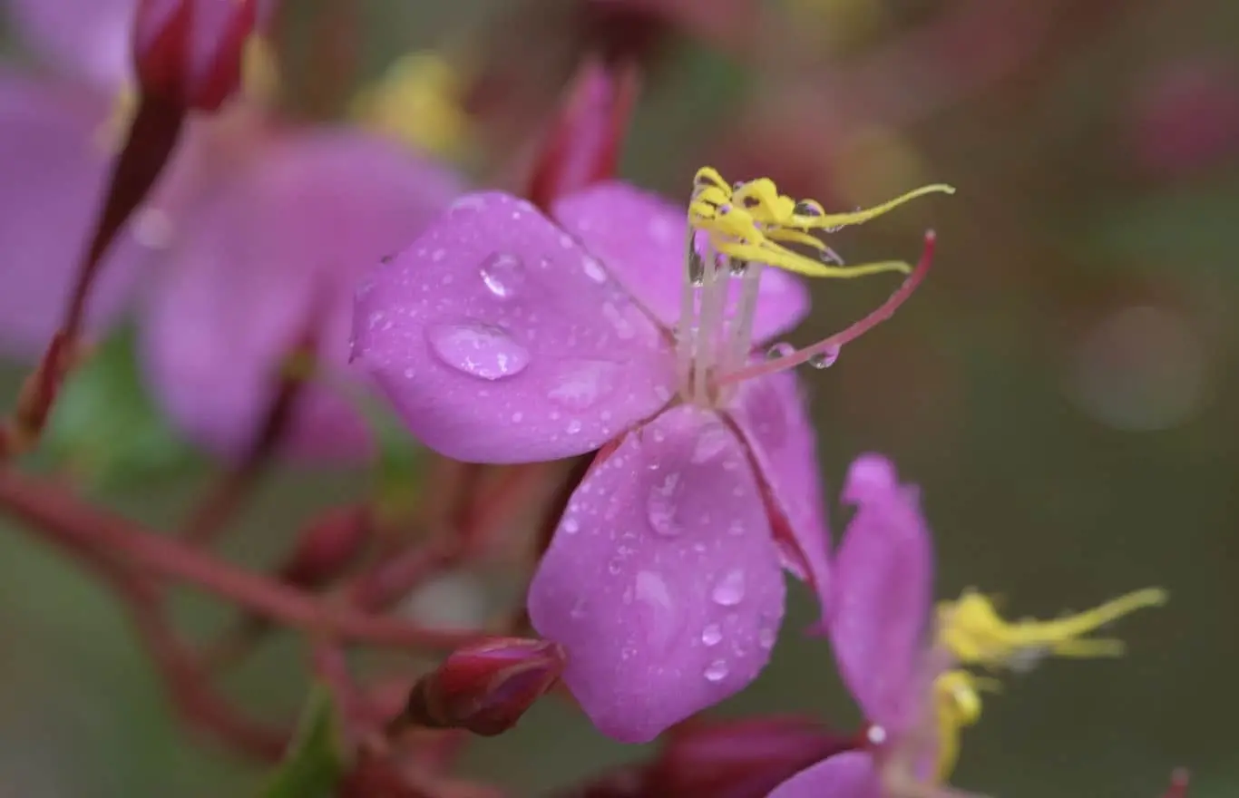 Parque Nacional Natural Las Orquídeas