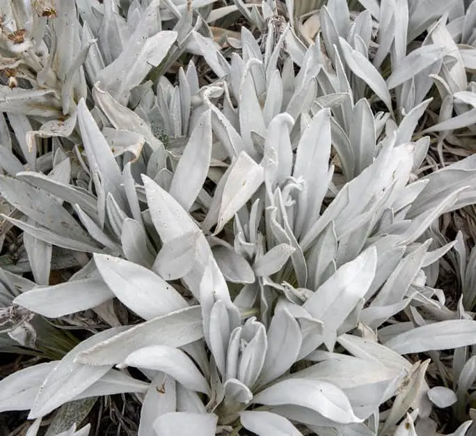 Páramo de Santurbán