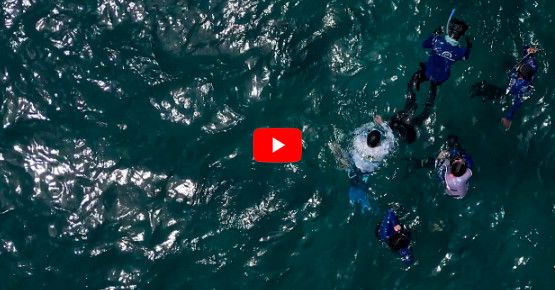 Los resultados de ´Salvando tortugas’