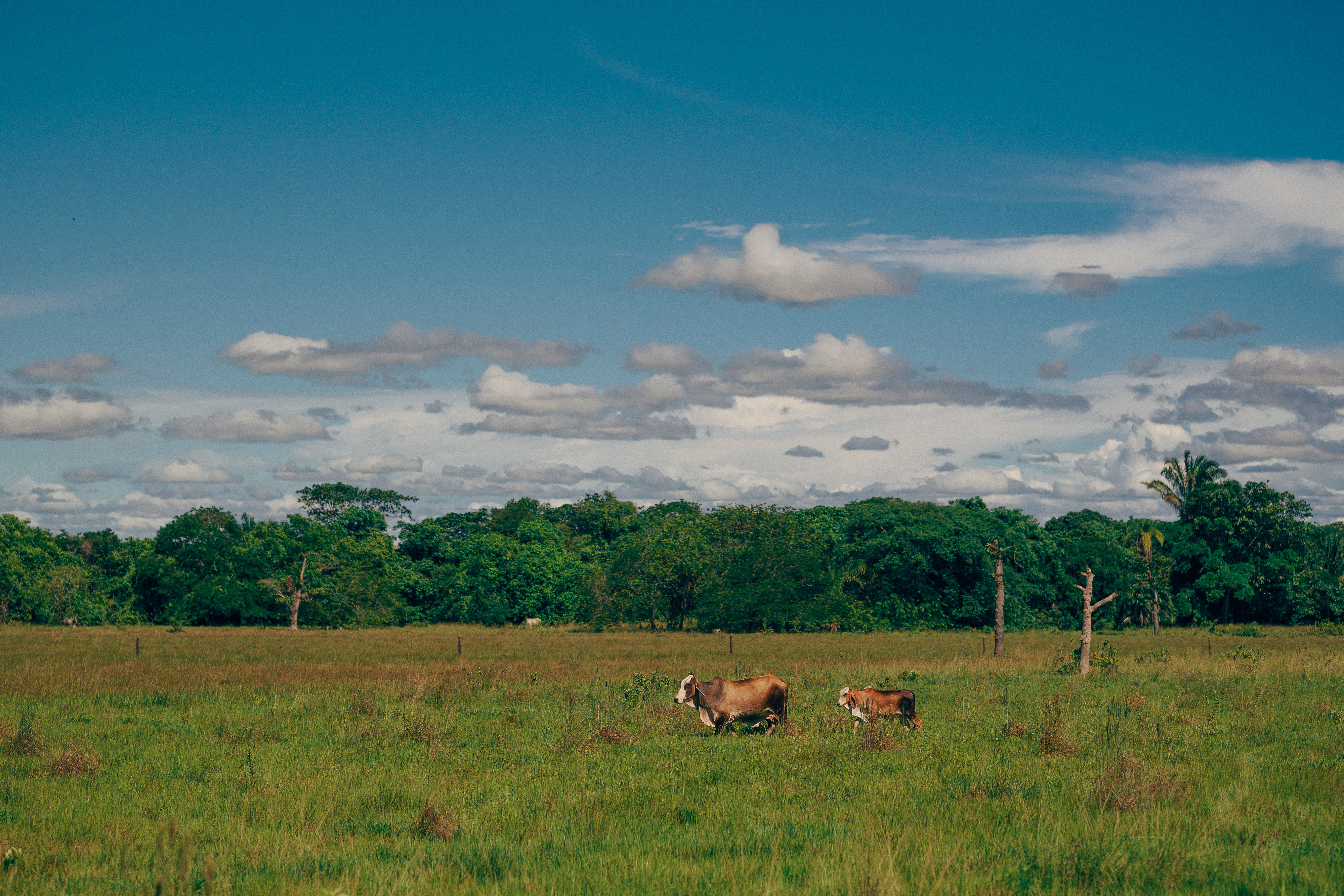Precios del sector agropecuario
