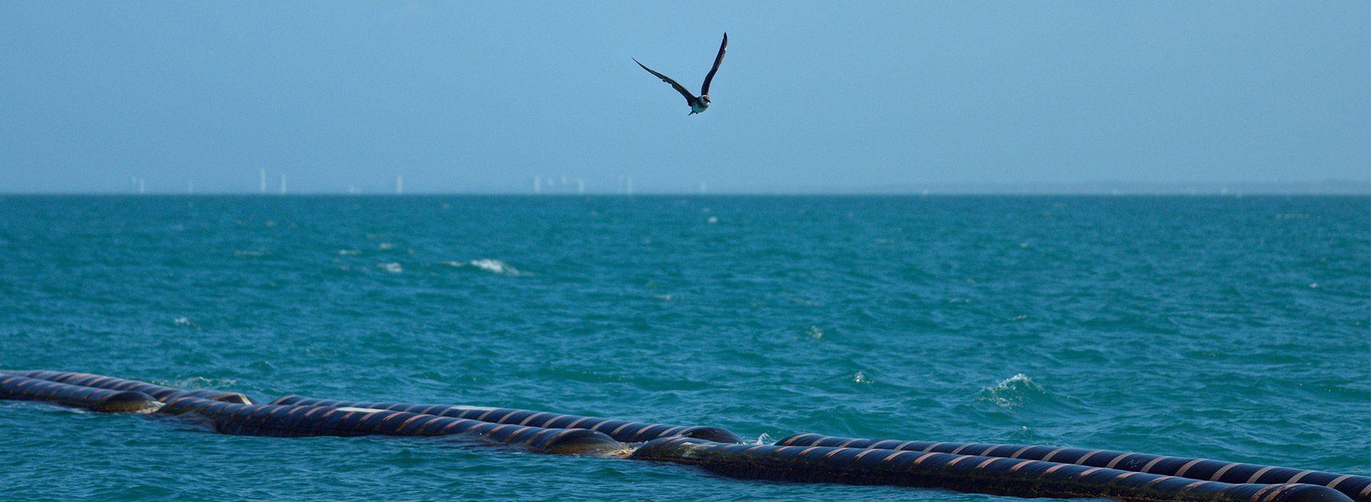 Golfo de Morrosquillo: Un esfuerzo conjunto por proteger la biodiversidad
