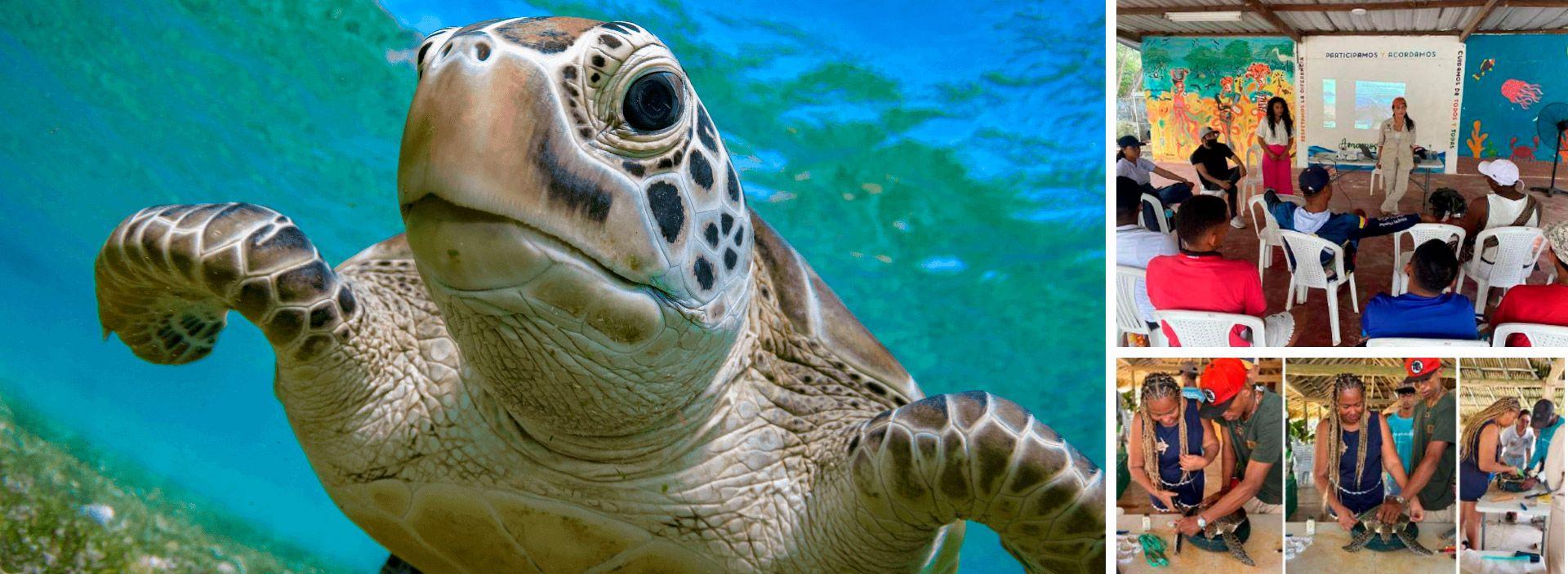 Comprometidos con la protección de las tortugas marinas en Sucre