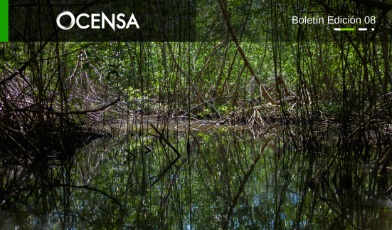 La satisfacción de recuperar un manglar