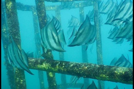 La vida marina coloniza la TLU2