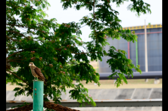 Conmemoramos el Día Nacional de la Biodiversidad