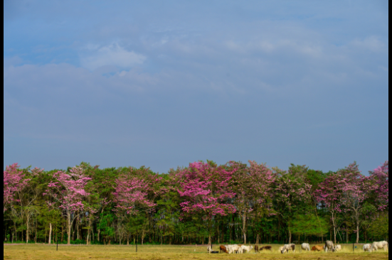 Grupo Ecopetrol redujo emisiones de CO2 equivalentes a 197 días sin carro en Bogotá