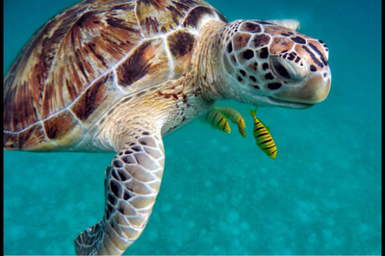 Construyendo un futuro sostenible protegiendo la biodiversidad y las comunidades