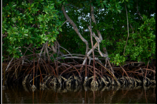 Manglares, guardianes de la costa y la biodiversidad