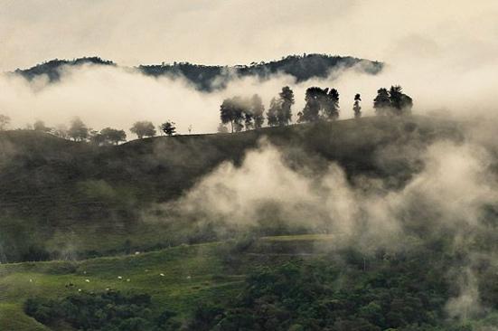 Los 1000 árboles que llegaron a Suna Arriba