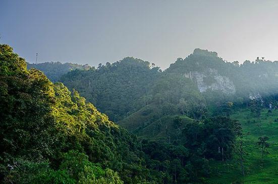 Grupo Ecopetrol contribuye a la conservación y restauración de más de 290 mil hectáreas de bosques