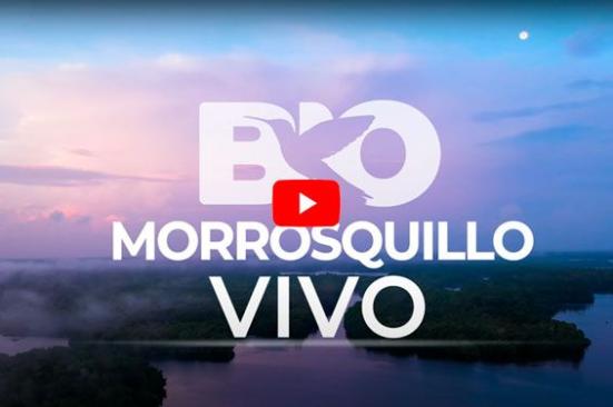 BIO Morrosquillo Vivo