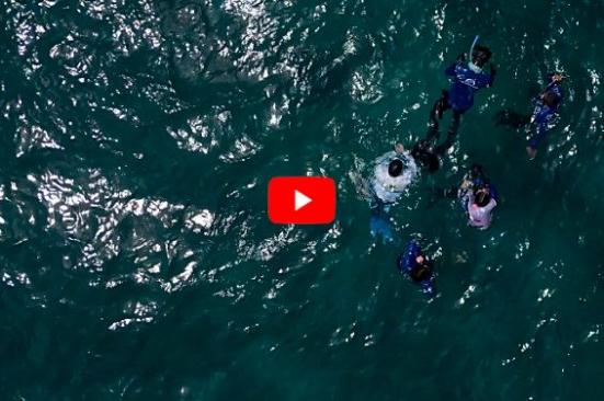 Los resultados de ´Salvando tortugas’